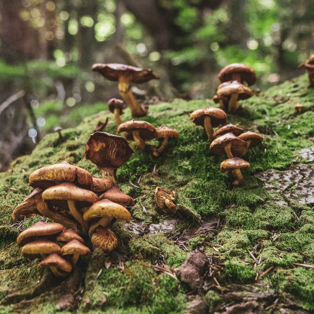 Eco-Friendly Coasters: The Perfect Addition to Your Home Decor_pic1