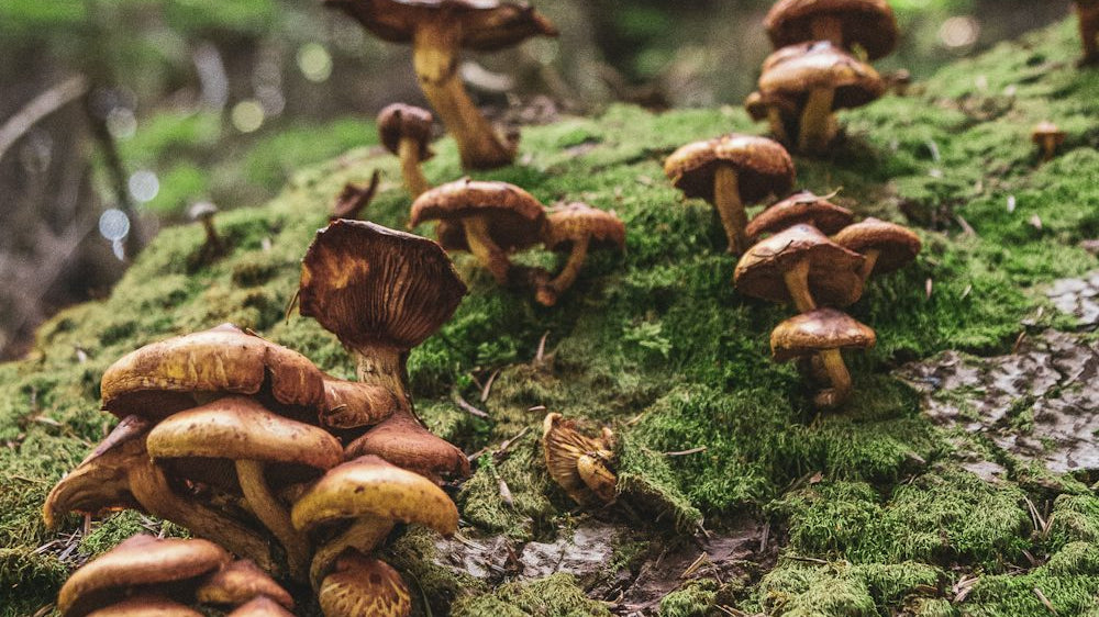 Eco-Friendly Coasters: The Perfect Addition to Your Home Decor_pic1