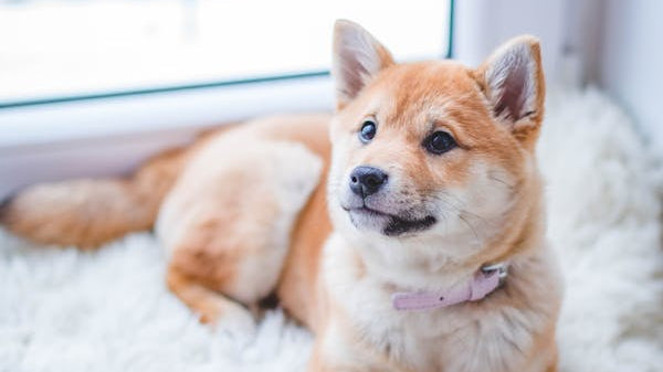 A Rug Buying Guide for Pet Owners_pic1