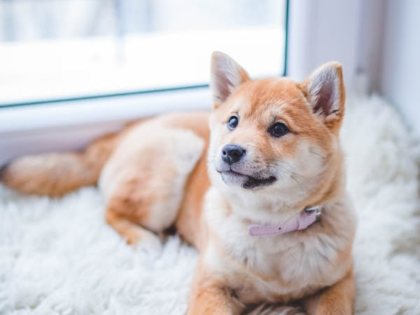 A Rug Buying Guide for Pet Owners_pic1