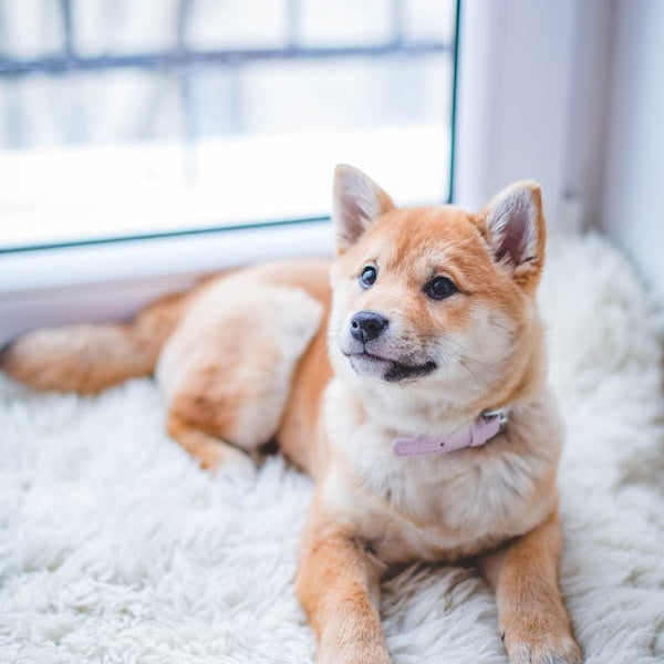 A Rug Buying Guide for Pet Owners_pic1