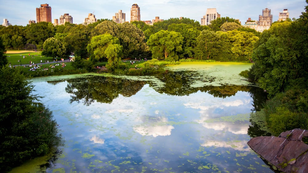 Central Park Featured Rug: A Must-Have New York Souvenir_pic1