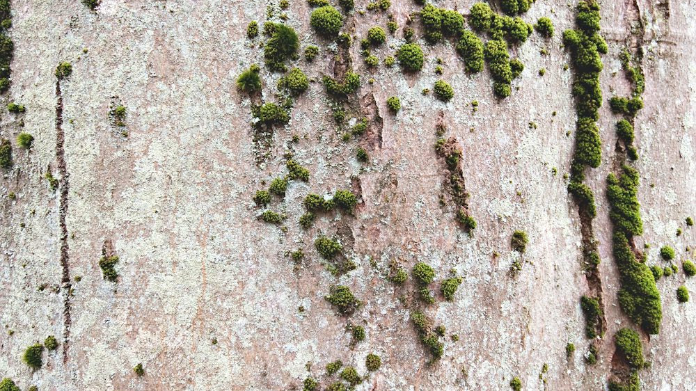 Central Park Themed Area Rugs You'll Love_pic1