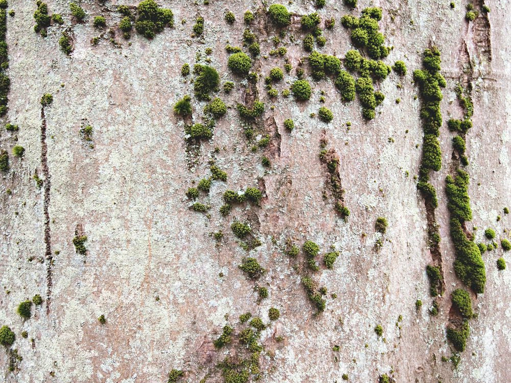 Unique Central Park Area Rug Designs for Your Space_pic1