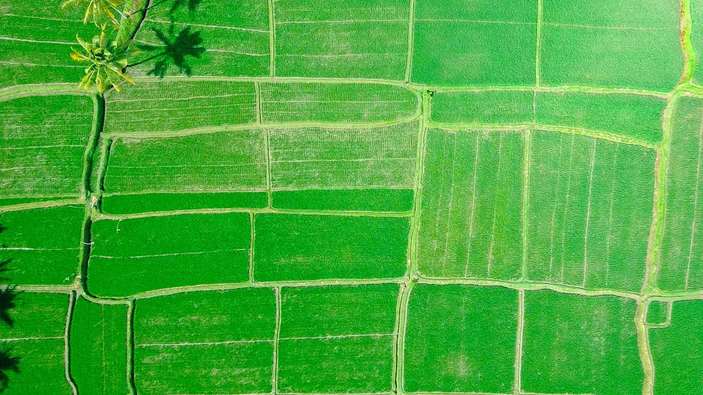 Welcoming Serenity: Forest Green Carpets for Relaxing Retreats_pic1