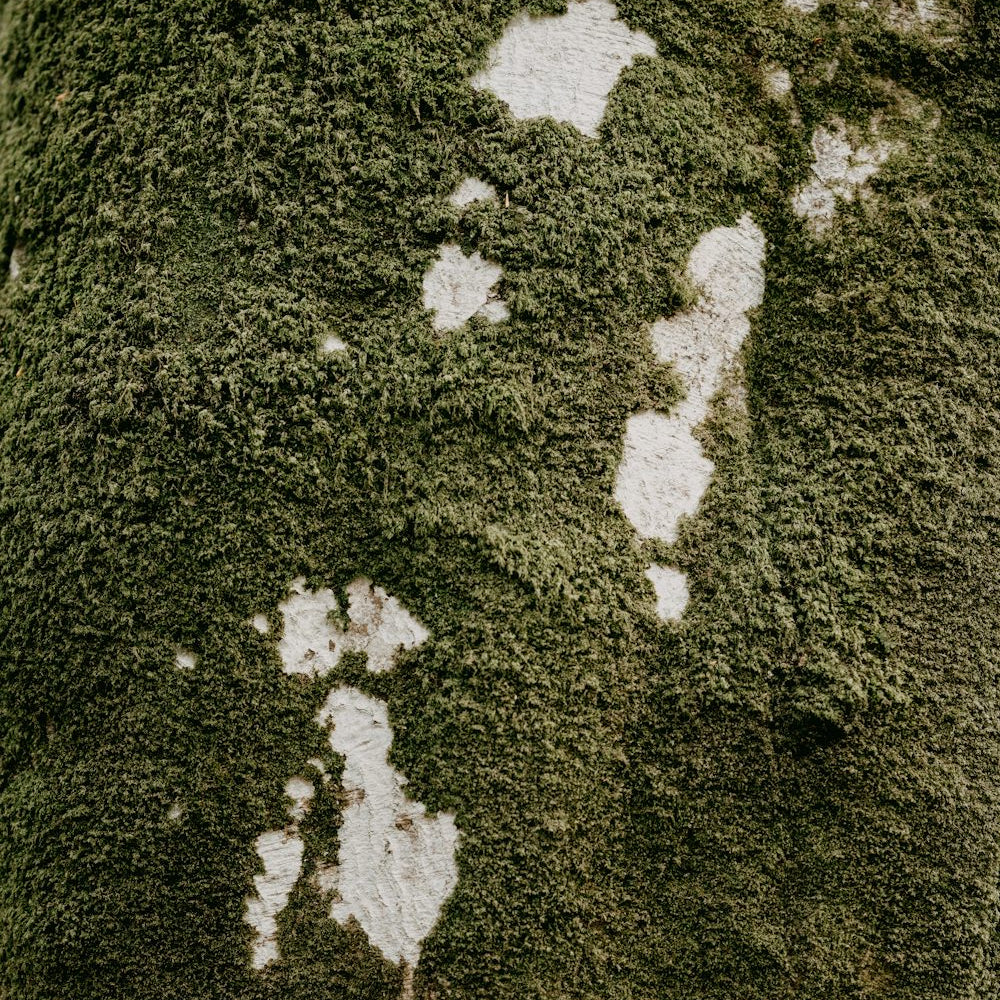 Adding a touch of nature to your home with a Central Park area rug_pic1