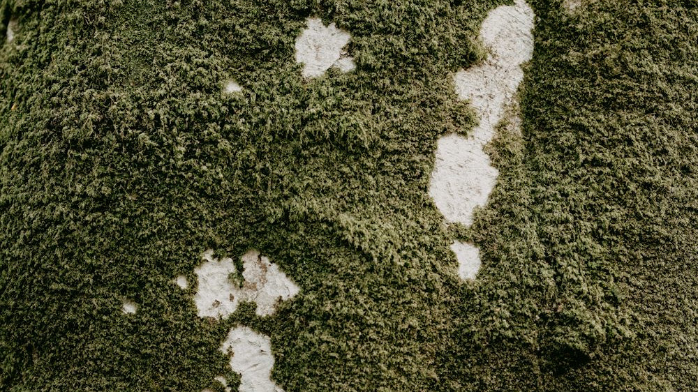 Adding a touch of nature to your home with a Central Park area rug_pic1