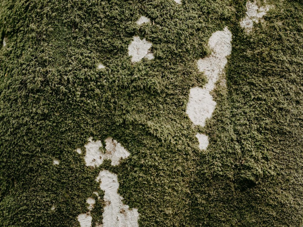 Adding a touch of nature to your home with a Central Park area rug_pic1
