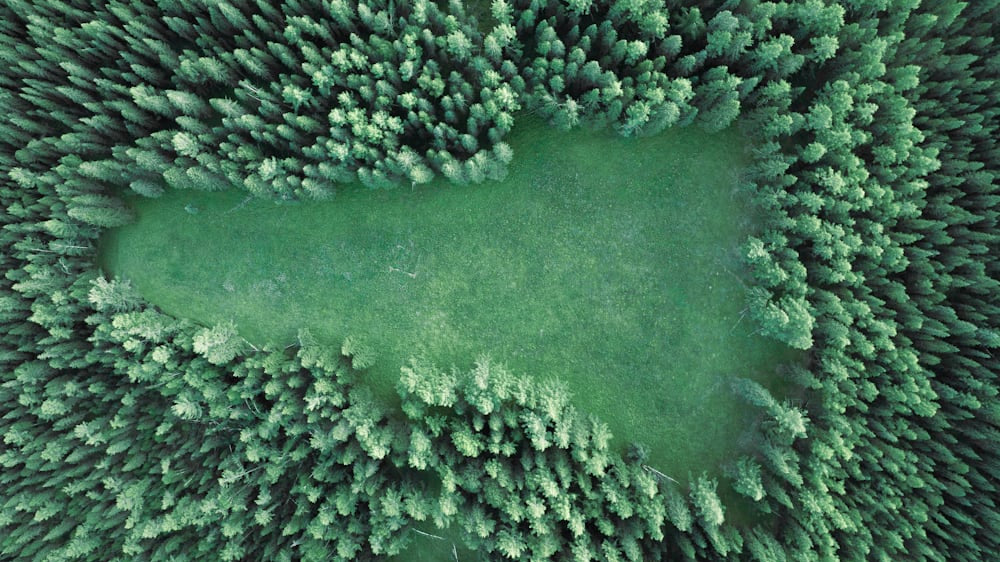 Transform Your Space with a Lush Forest Green Carpet_pic1