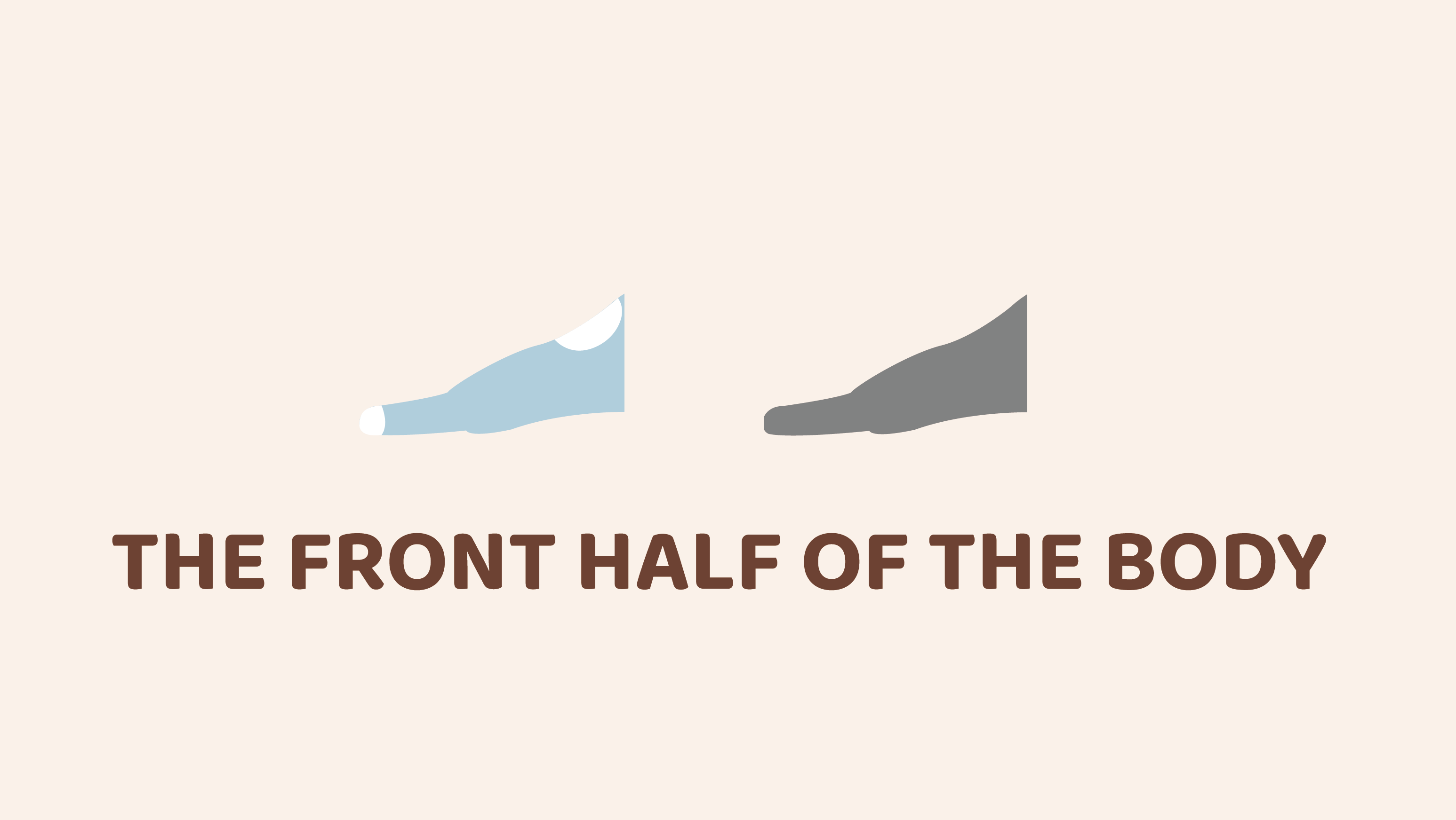 Front Half Of The Body