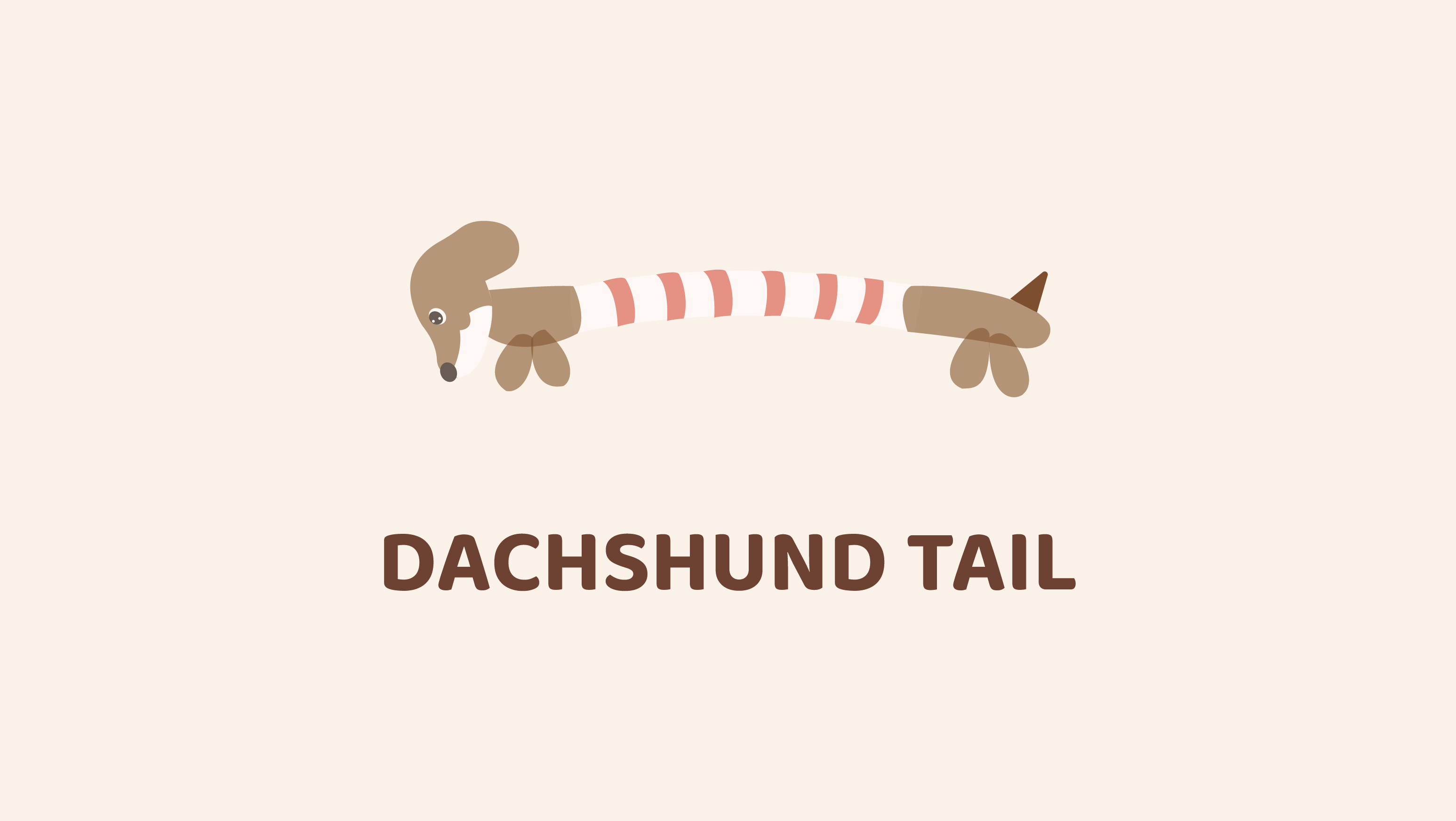 Dachshund Tail
