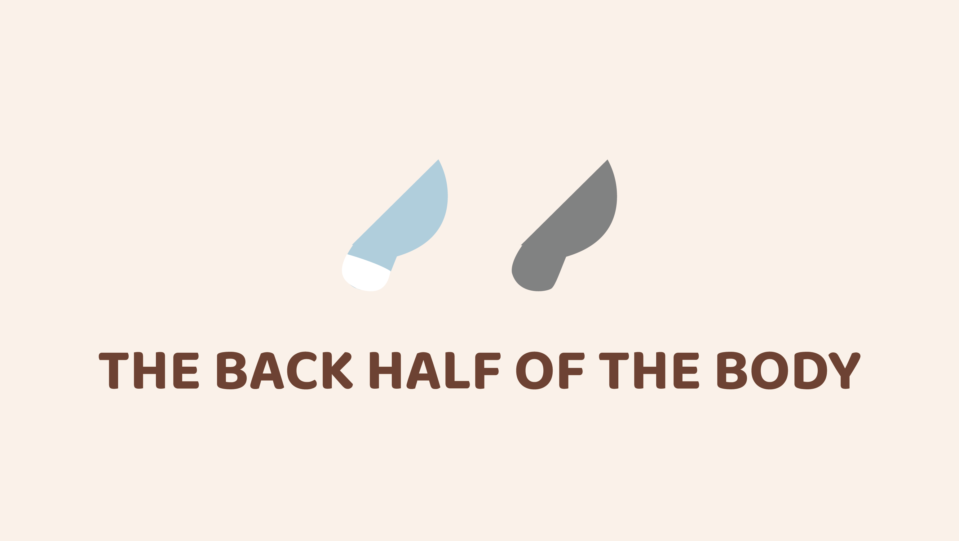 Back Half Of The Body