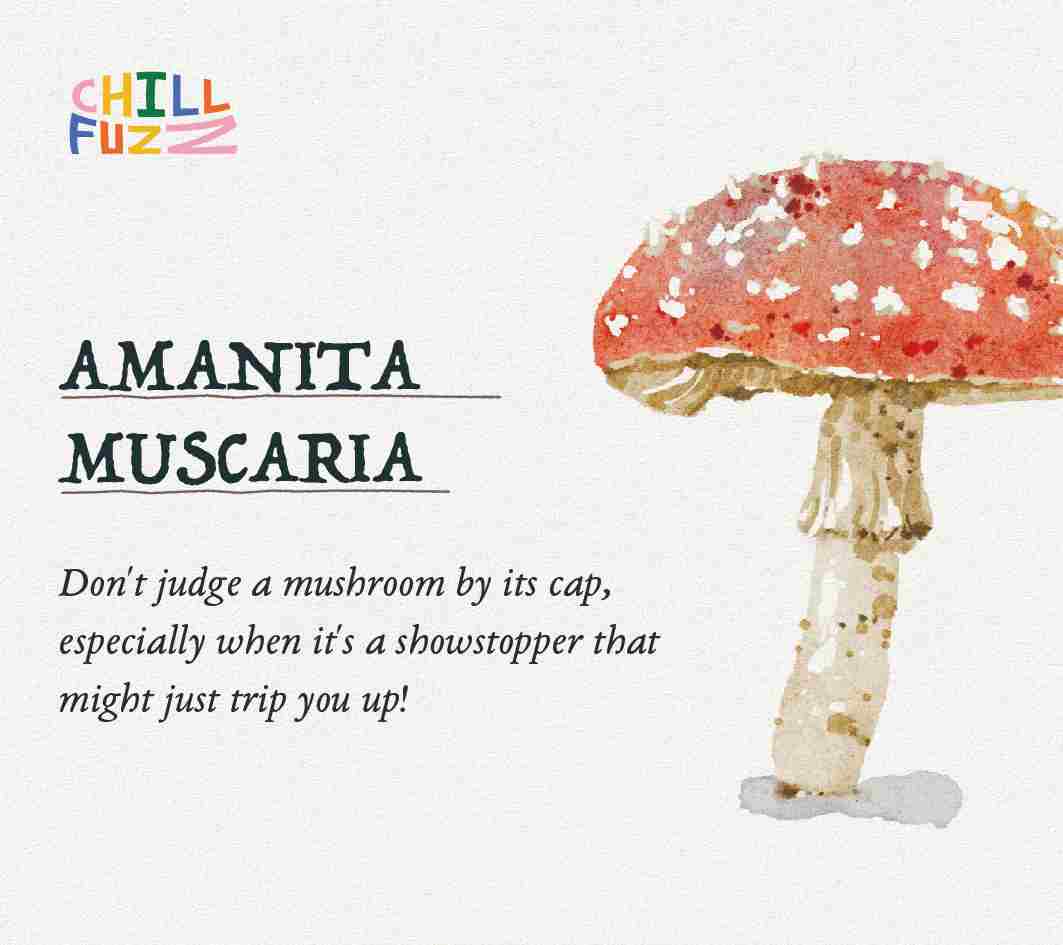 Artisan-Made -  Mushroom Magnet Sets